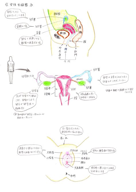 女 生殖器|自分のヴァギナを見たことある？女性の生殖器の構造。